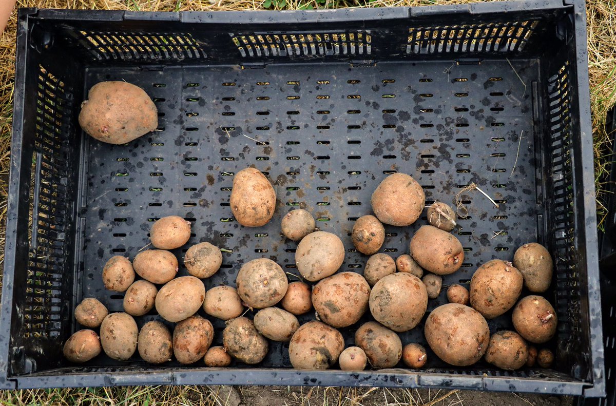 The 2017 Spud Project