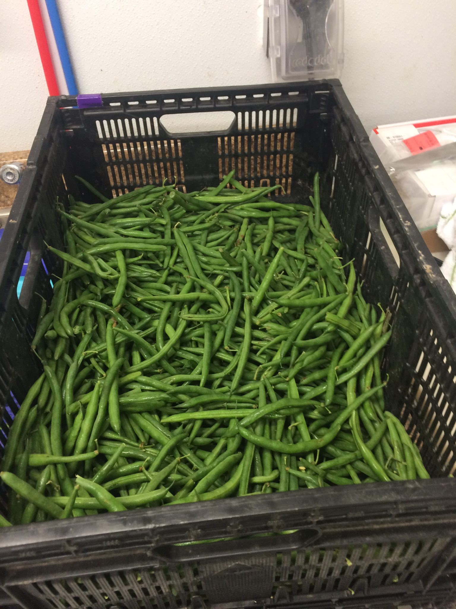 green beans ready to process green beans ready to process